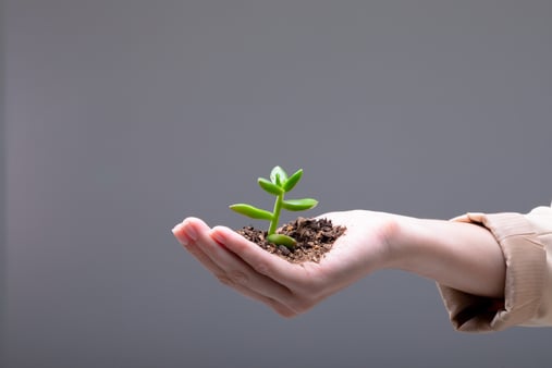 The concept of growth. A hand holding a growing plant. 