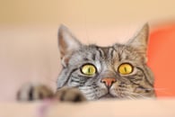 Cat peeking up over the edge of a table