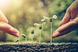 Two hands nurturing a growing plant