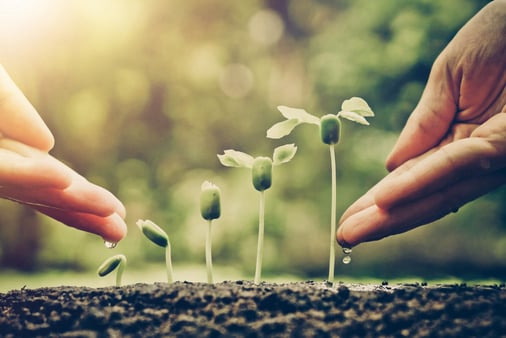 Two hands nurturing a growing plant