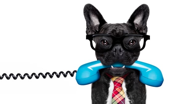 Do Pets Belong at Work?