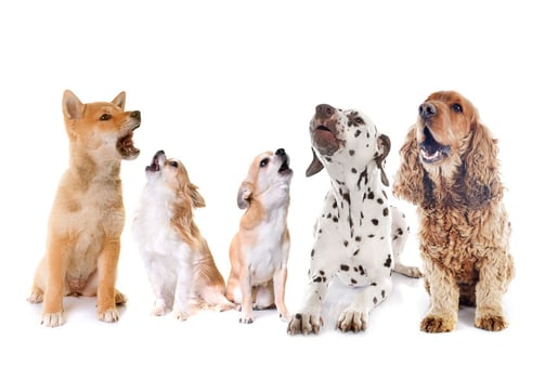 Building A Foundation for Communication