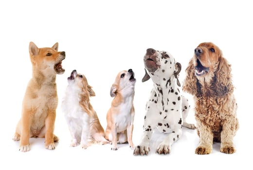 Building A Foundation for Communication