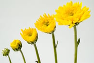 The Many Benefits of Employee Mentoring
