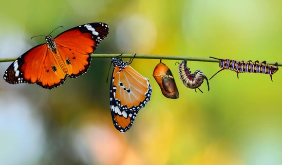 Caterpillars and butterflies on a branch