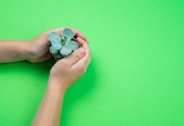Hands holding a small potted plant