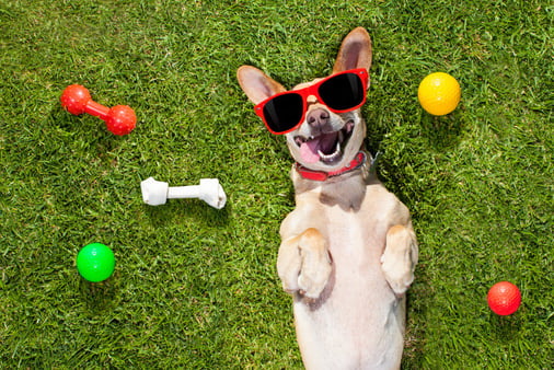 With pet care costs rising, pet insurance gives employees peace of mind. What is pet insurance, what does it cover, and why should you offer it? 