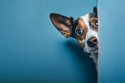 Scared Jack Russell Terrier peeking out from behind the corner of a wall 