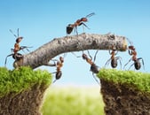 A team of ants building a log bridge