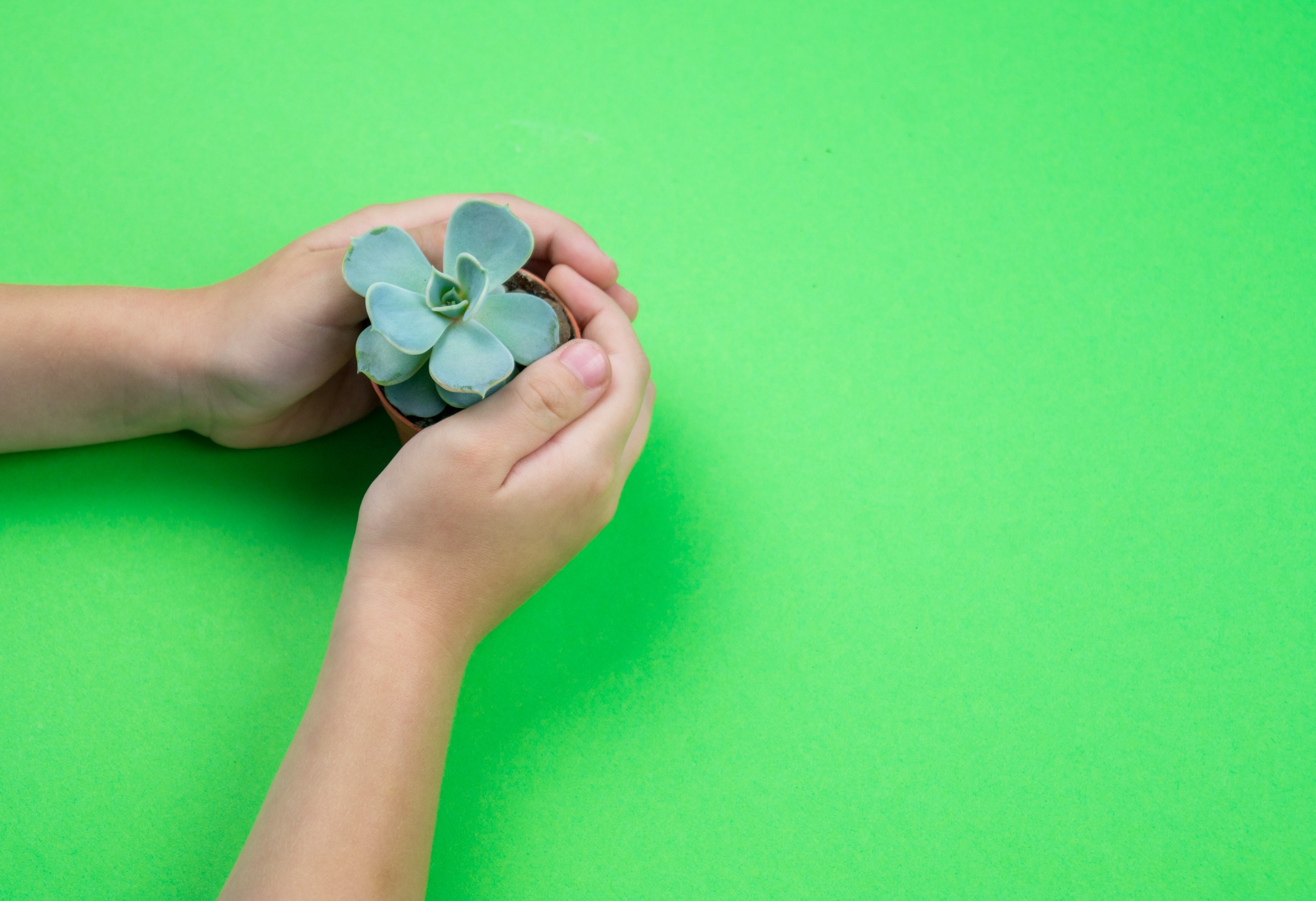 Hands holding a small potted plant