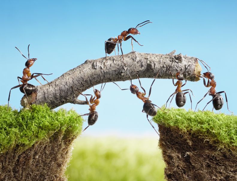 A team of ants building a log bridge